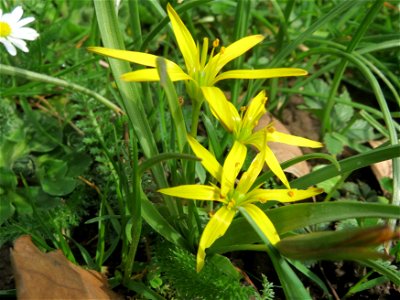 Acker-Gelbstern (Gagea villosa) am Staden in Saarbrücken