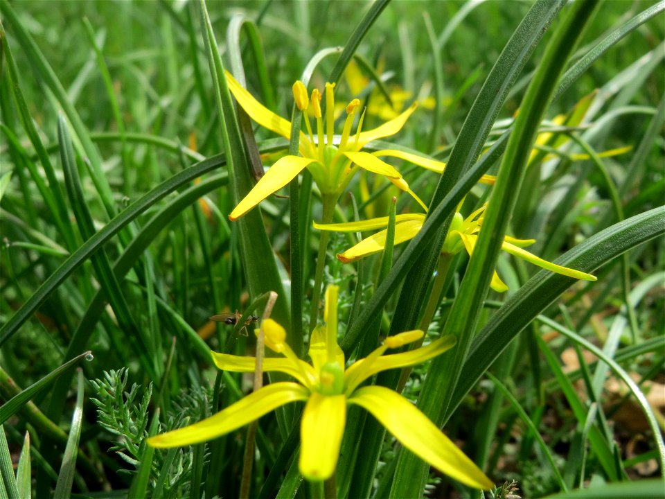 Acker-Gelbstern (Gagea villosa) am Staden in Saarbrücken