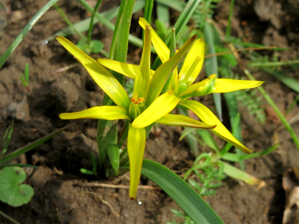 Acker-Gelbstern (Gagea villosa) am Staden in Saarbrücken