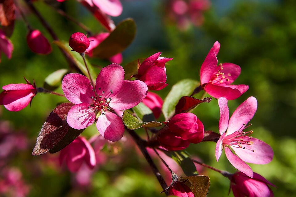 Holzapfel nature plant