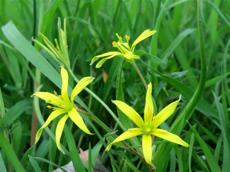 Acker-Gelbstern (Gagea villosa) im Landesgartenschaupark Hockenheim