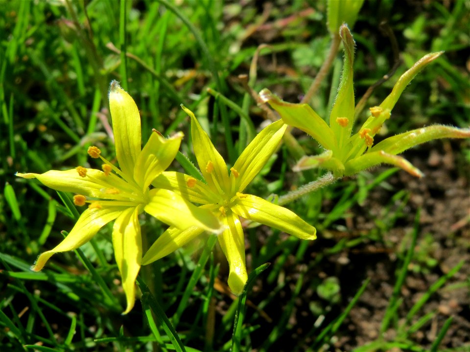 Acker-Gelbstern (Gagea villosa) in Hockenheim