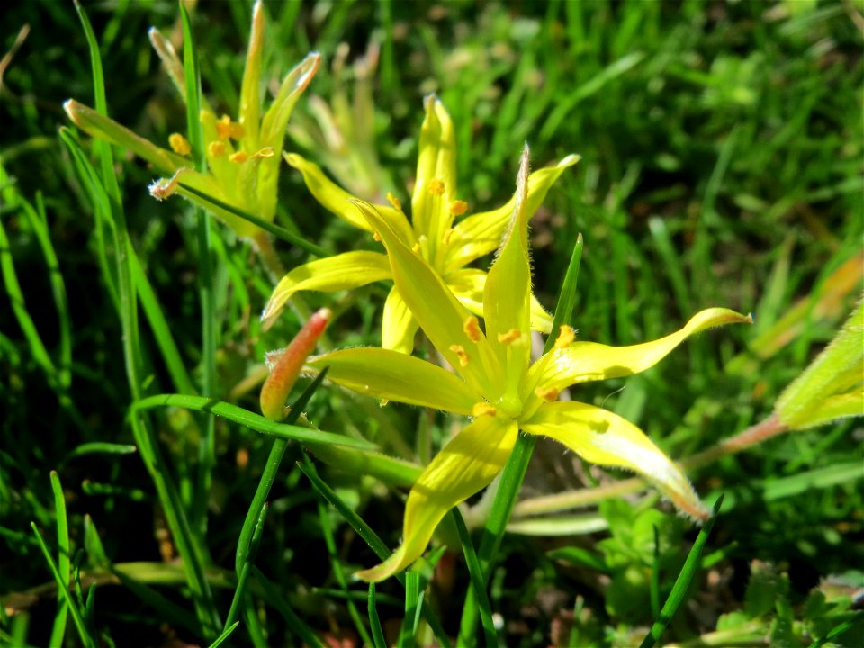 Acker-Gelbstern (Gagea villosa) in Hockenheim