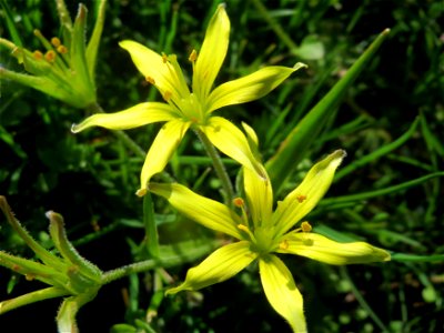 Acker-Gelbstern (Gagea villosa) in Hockenheim