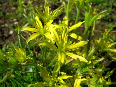 Acker-Gelbstern (Gagea villosa) in Hockenheim