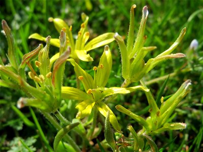 Acker-Gelbstern (Gagea villosa) in Hockenheim