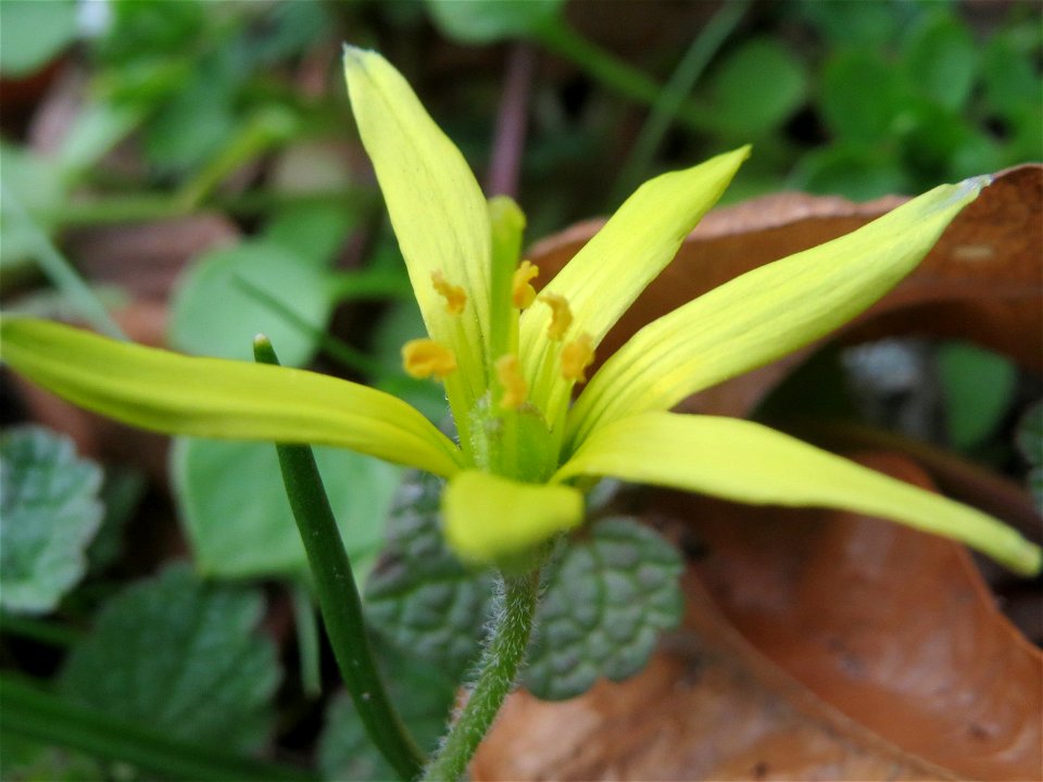 Acker-Gelbstern (Gagea villosa) in Hockenheim