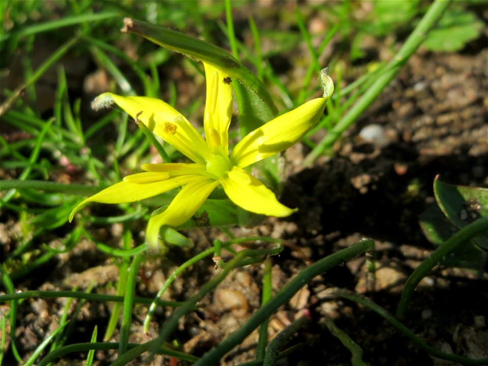 Acker-Gelbstern (Gagea villosa) im Landesgartenschaupark in Hockenheim