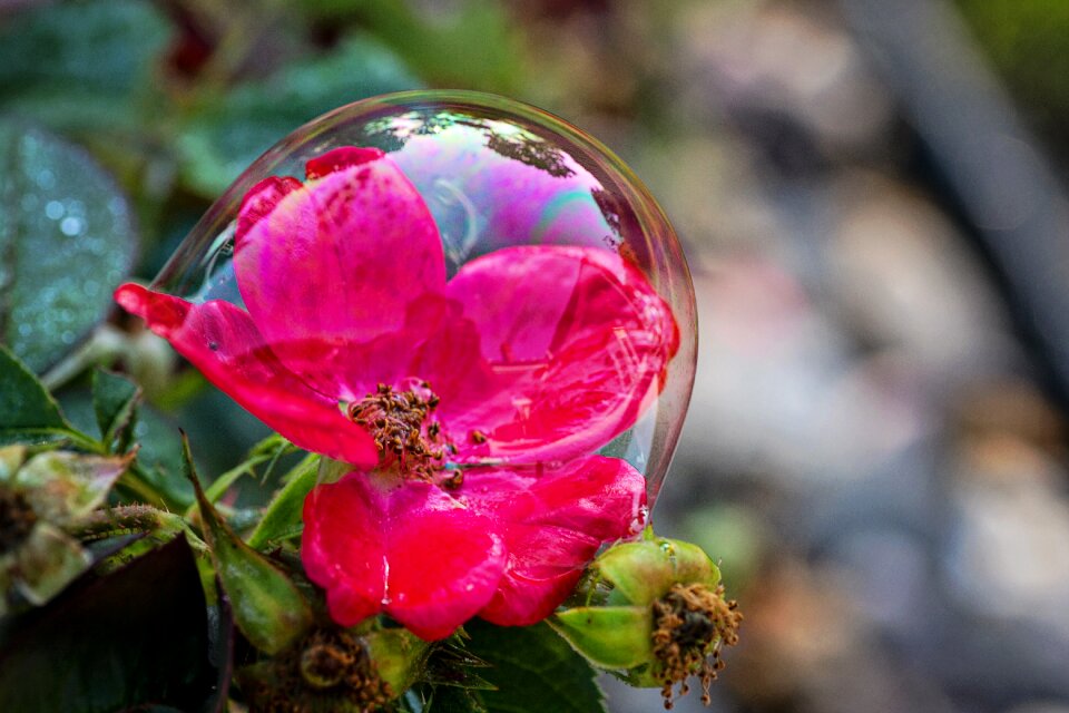 Bloom bubbles summer