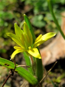 Acker-Gelbstern (Gagea villosa) im Landesgartenschaupark in Hockenheim
