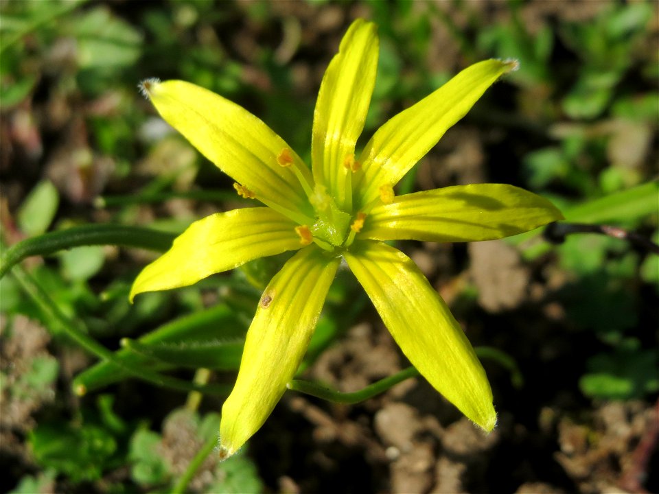 Acker-Gelbstern (Gagea villosa) im Landesgartenschaupark in Hockenheim