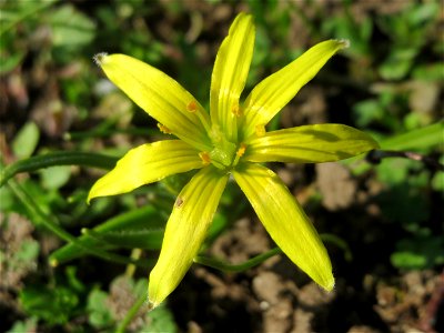 Acker-Gelbstern (Gagea villosa) im Landesgartenschaupark in Hockenheim