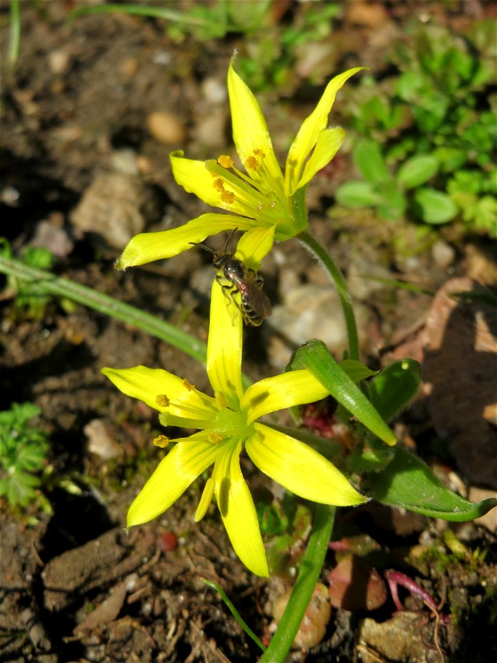 Acker-Gelbstern (Gagea villosa) im Landesgartenschaupark in Hockenheim