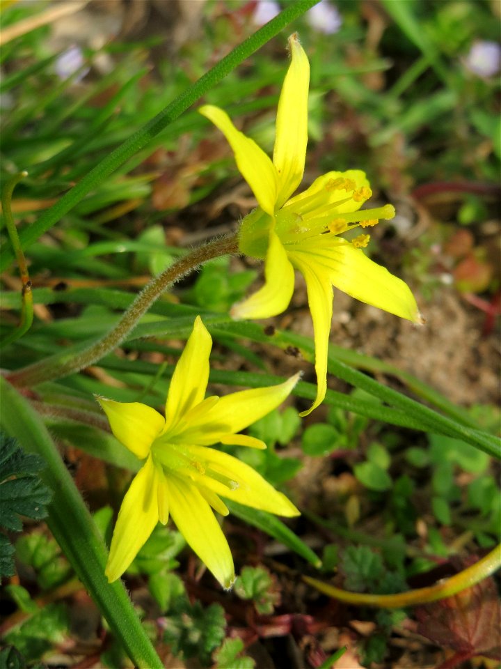 Acker-Gelbstern (Gagea villosa) in Hockenheim