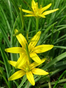Acker-Gelbstern (Gagea villosa) in Hockenheim