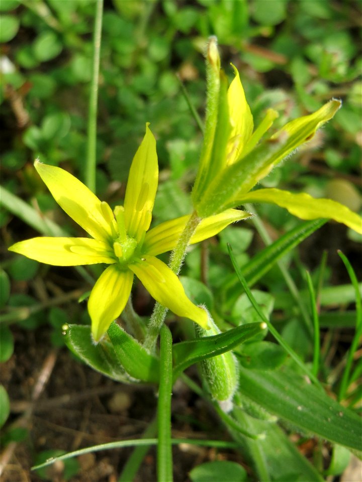 Acker-Gelbstern (Gagea villosa) in Hockenheim