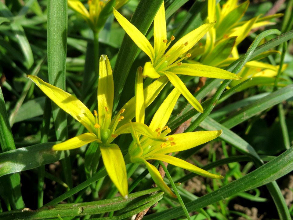 Acker-Gelbstern (Gagea villosa) am Staden in Saarbrücken