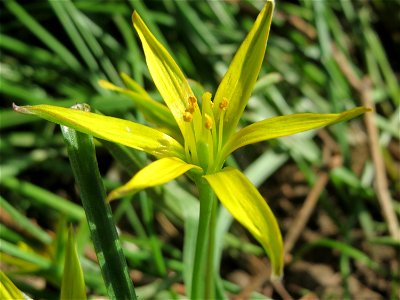 Acker-Gelbstern (Gagea villosa) am Staden in Saarbrücken