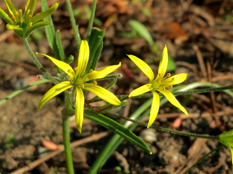 Acker-Gelbstern (Gagea villosa) in Hockenheim