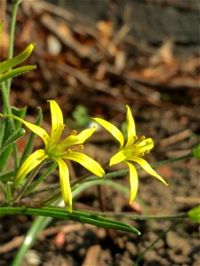 Acker-Gelbstern (Gagea villosa) in Hockenheim