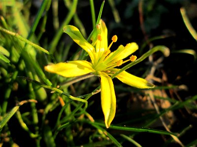 Acker-Gelbstern (Gagea villosa) im Gartenschaupark Hockenheim