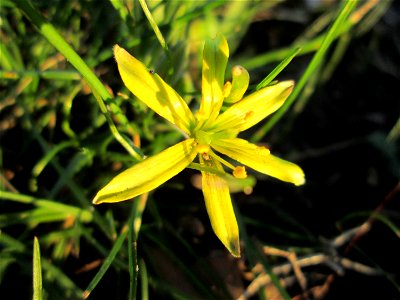 Erster Acker-Gelbstern (Gagea villosa) im Gartenschaupark Hockenheim
