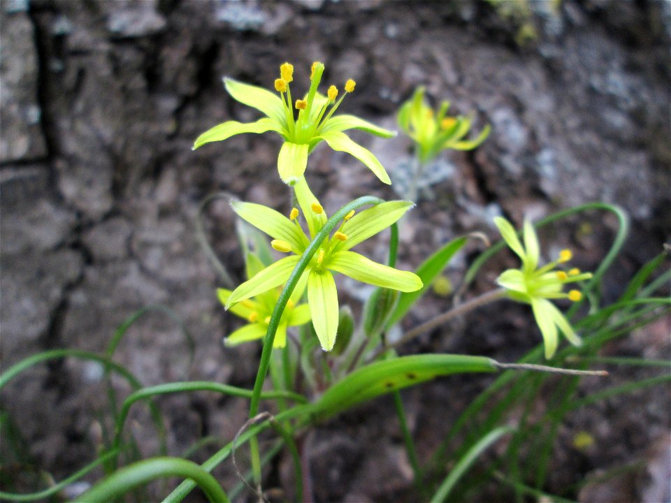 Acker-Gelbstern (Gagea villosa) in Hockenheim