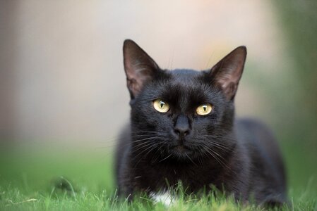 Black feline pet photo