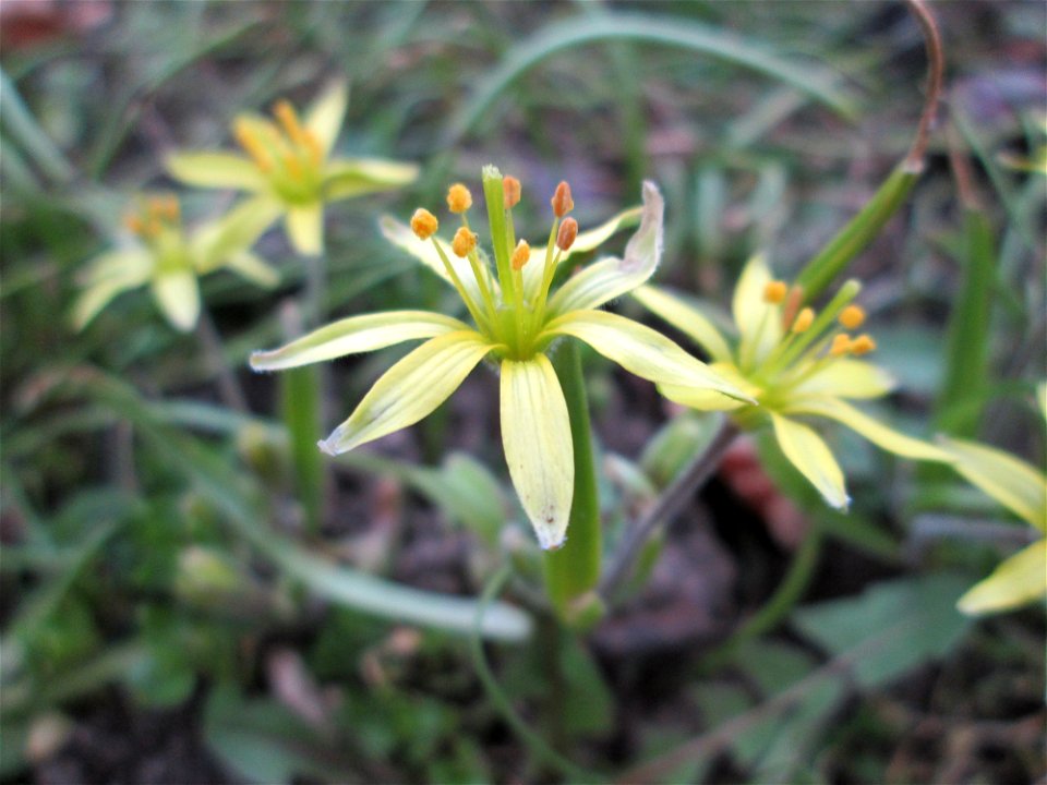 Acker-Gelbstern (Gagea villosa) in Hockenheim