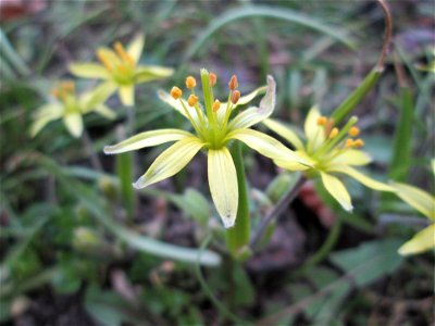 Acker-Gelbstern (Gagea villosa) in Hockenheim