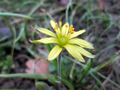 Acker-Gelbstern (Gagea villosa) in Hockenheim