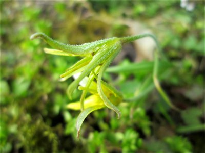 Acker-Gelbstern (Gagea villosa) im Gartenschaupark Hockenheim