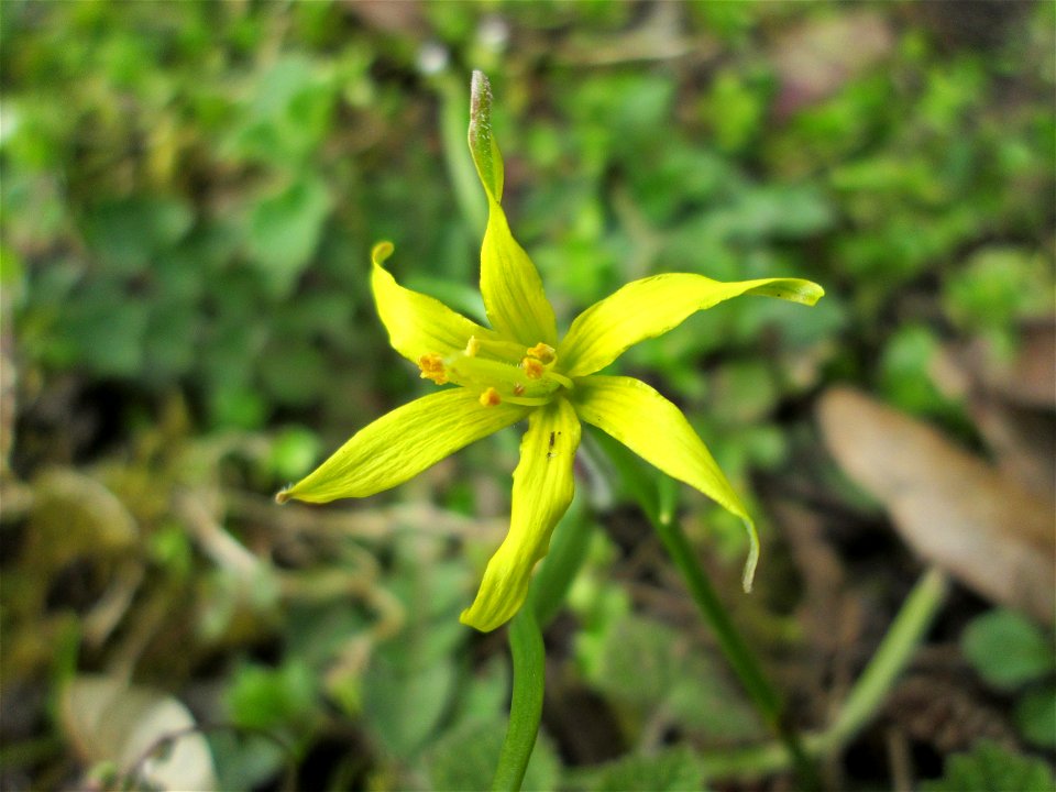 Acker-Gelbstern (Gagea villosa) im Gartenschaupark Hockenheim