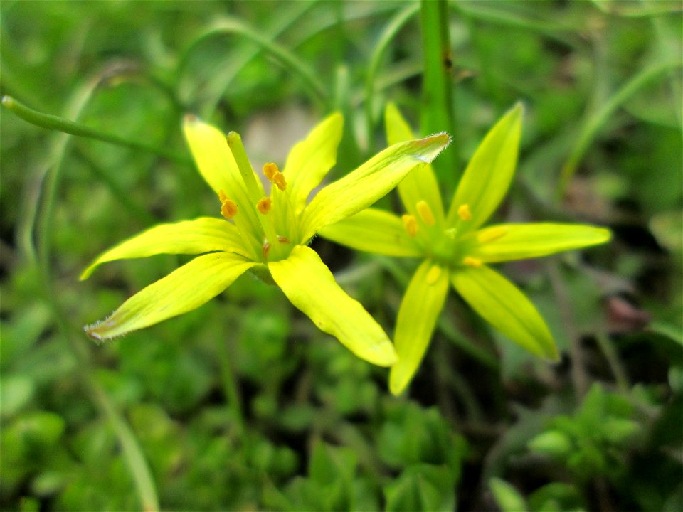 Acker-Gelbstern (Gagea villosa) im Gartenschaupark Hockenheim