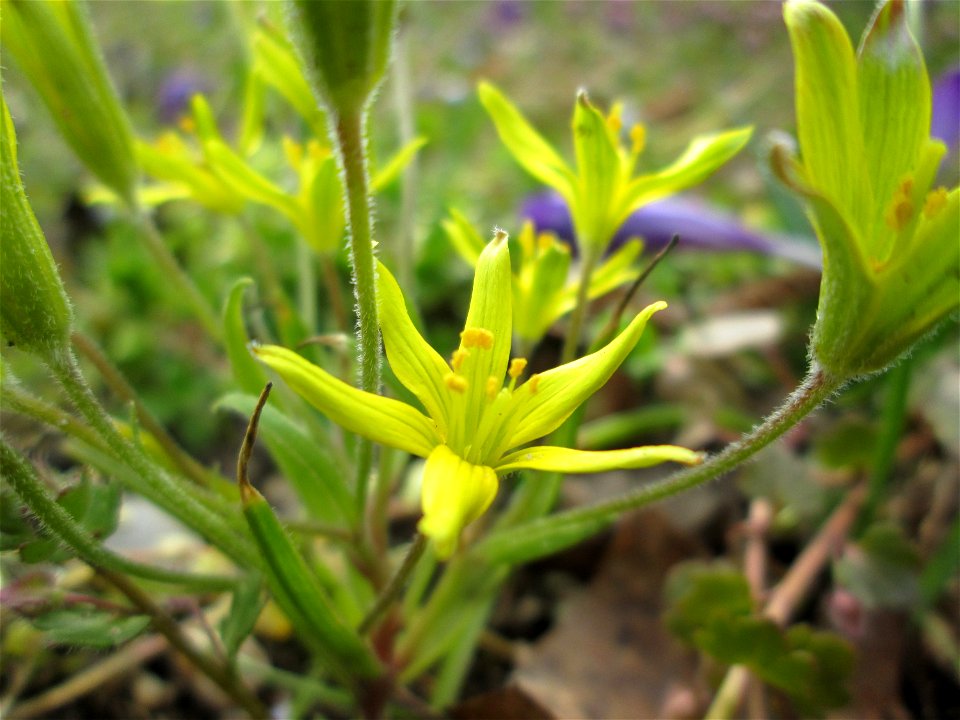 Acker-Gelbstern (Gagea villosa) im Gartenschaupark Hockenheim