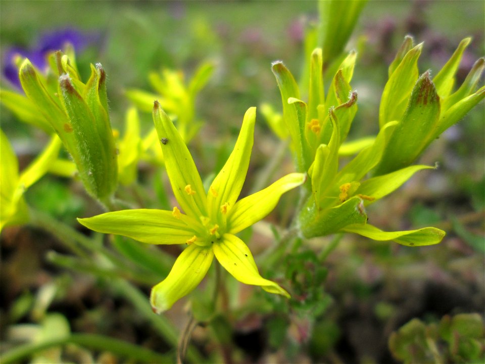 Acker-Gelbstern (Gagea villosa) im Gartenschaupark Hockenheim