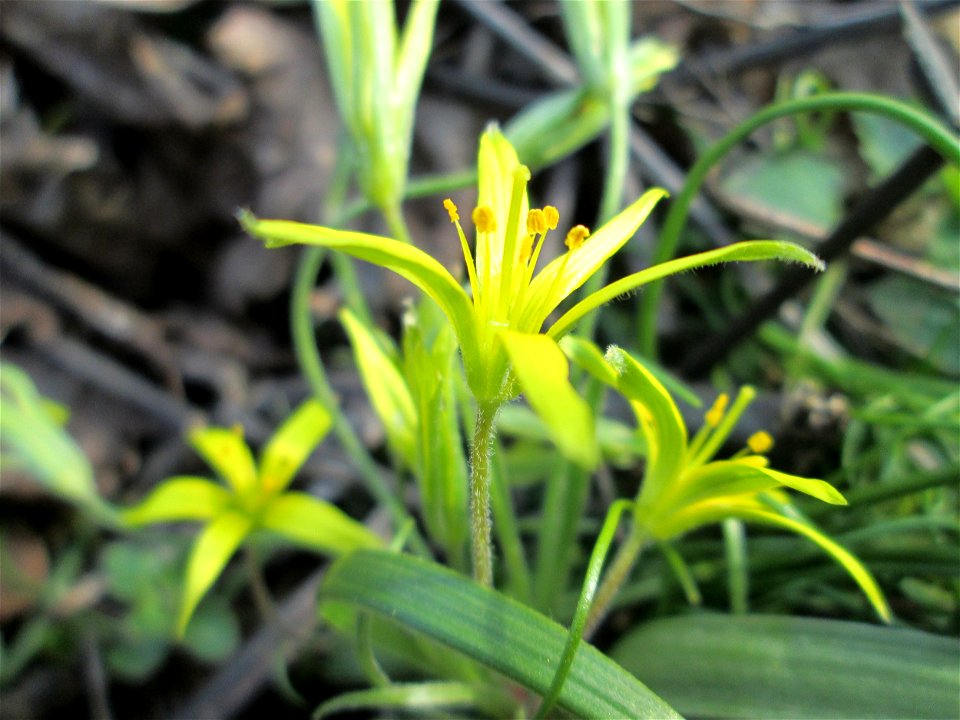 Acker-Gelbstern (Gagea villosa) in Hockenheim