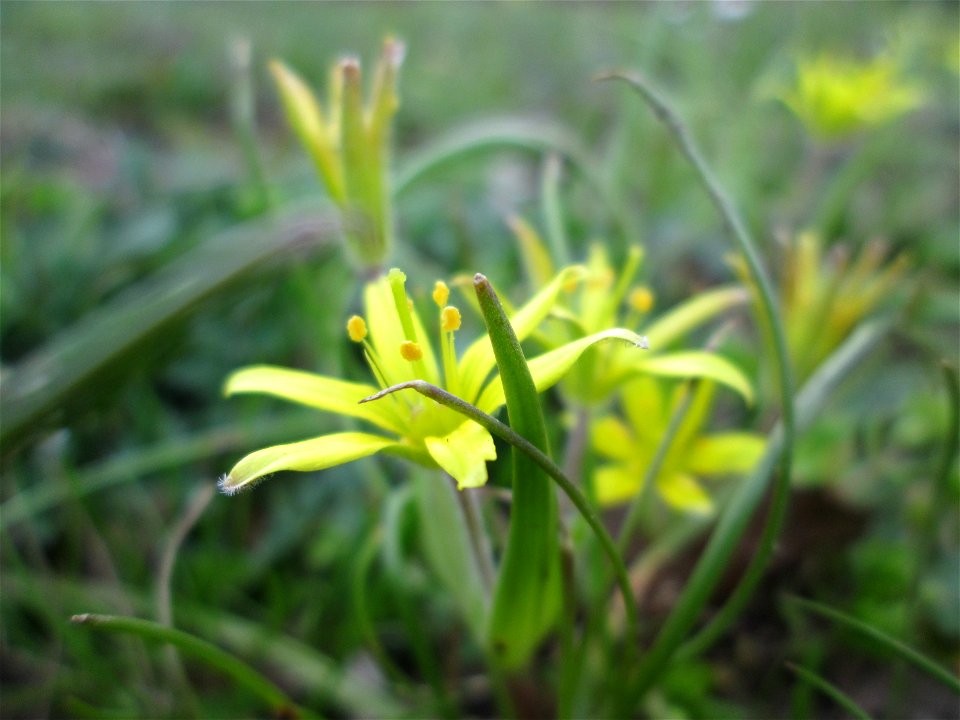 Acker-Gelbstern (Gagea villosa) im Gartenschaupark Hockenheim