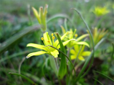 Acker-Gelbstern (Gagea villosa) im Gartenschaupark Hockenheim