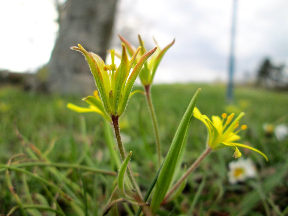 Acker-Gelbstern (Gagea villosa) im Gartenschaupark Hockenheim