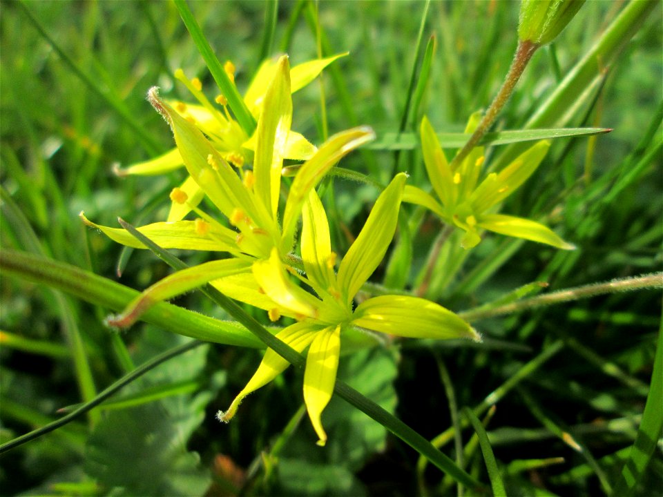 Acker-Gelbstern (Gagea villosa) in Hockenheim