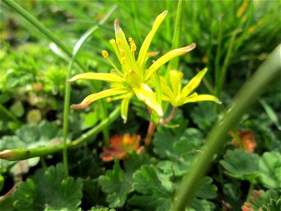 Acker-Gelbstern (Gagea villosa) in Hockenheim