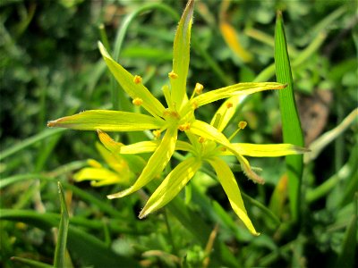 Acker-Gelbstern (Gagea villosa) in Hockenheim