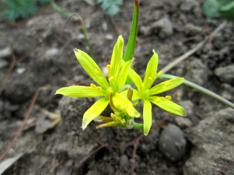 Acker-Gelbstern (Gagea villosa) im Gartenschaupark Hockenheim