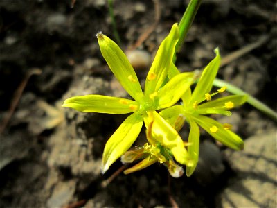 Acker-Gelbstern (Gagea villosa) im Gartenschaupark Hockenheim