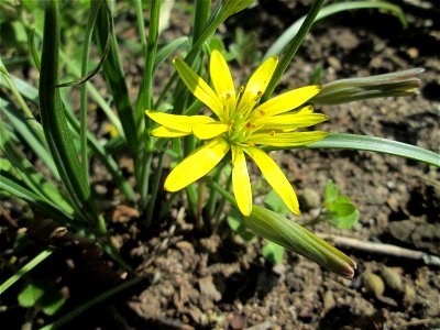 Acker-Gelbstern (Gagea villosa) in Hockenheim