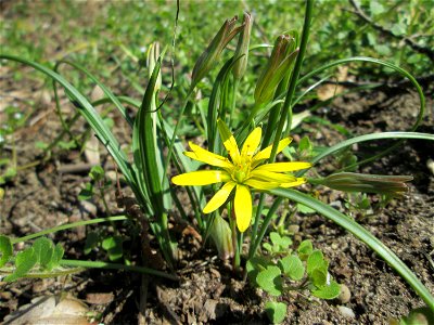 Acker-Gelbstern (Gagea villosa) in Hockenheim