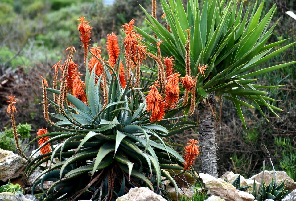 Dry environment drought resistant south africa