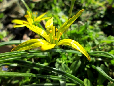 Acker-Gelbstern (Gagea villosa) im Landschaftsschutzgebiet „Oftersheimer Dünen“ - gegenwärtig hundertfach präsent