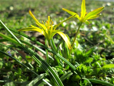 Acker-Gelbstern (Gagea villosa) im Landschaftsschutzgebiet „Oftersheimer Dünen“ - gegenwärtig hundertfach präsent